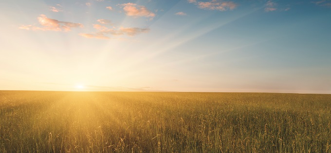 Sunrise on a golden field